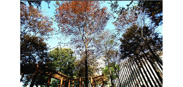我的大學-大學志