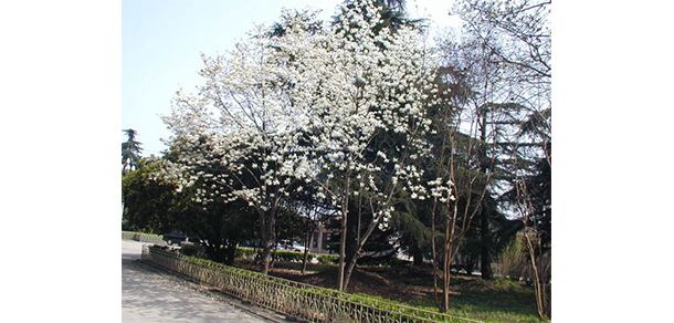 我的大學(xué)-大學(xué)志