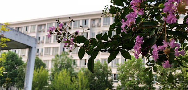 我的大學(xué)-大學(xué)志