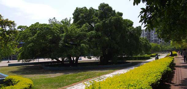 我的大學(xué)-大學(xué)志