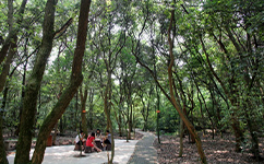 歷史沿革（概）校史
