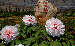 招生公告 · 招生簡章 · 招生計(jì)劃