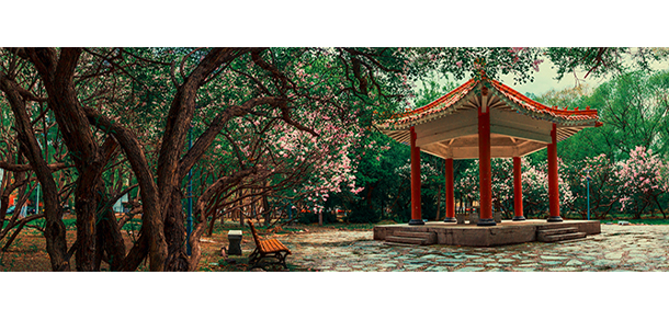 我的大學(xué)-大學(xué)志